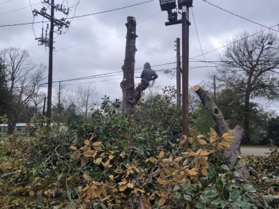 Tree Trimming & Removal